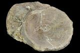 Xiphactinus (Cretaceous Fish) Vertebra - Kansas #102684-1